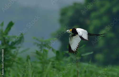 pheasant - tailed jacana is a resident breeder in tropical India, Southeast Asia, and Indonesia