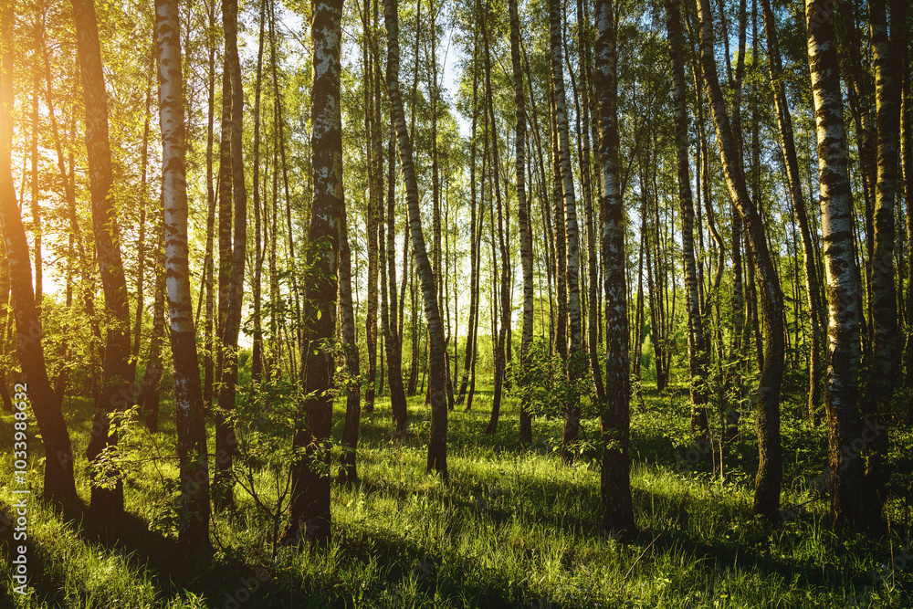 Grove of birches with young green leaves at sunset or sunrise in spring or summer. Vintage film aesthetic. Grove of birches with young green leaves at sunset or sunrise in spring or summer. Vintage film aesthetic.