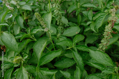 close up basil plant in tropical area