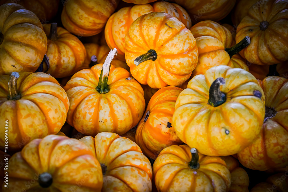 Spark, Cucurbita Pepo, Kürbis, Speisekürbis, Kürbisernte, Kürbismarkt, Herbst, Herbstfest, Herbstmarkt, Baselland, Schweiz Spark, Cucurbita Pepo, Kürbis, Speisekürbis, Kürbisernte, Kürbismarkt, Herbst, Herbstfest, Herbstmarkt, Baselland, Schweiz