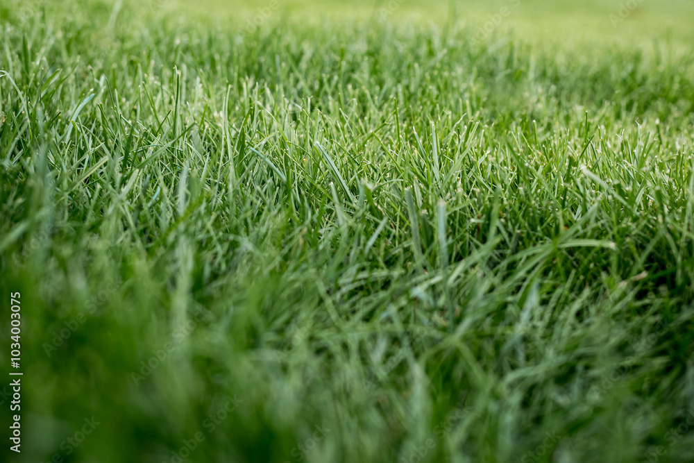 Close-up of lush green grass provides a background ideal for promoting lawn care, landscaping and outdoor sports such as football or golf, emphasizing natural vitality, growth and healthy environments Close-up of lush green grass provides a background ideal for promoting lawn care, landscaping and outdoor sports such as football or golf, emphasizing natural vitality, growth and healthy environments