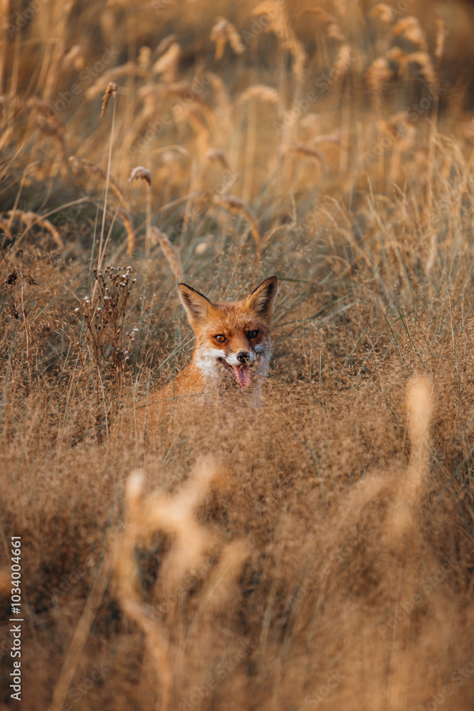 Fototapeta premium Majestic Wild Fox Roaming the Dutch Wilderness – Capturing the Beauty of Nature in the Netherlands | Wildlife Photography in the Heart of Dutch Forests and Fields.