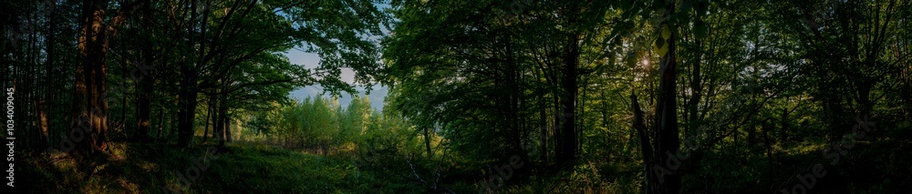 Panorama of a majestic evergreen forest. Sunbeams through mighty pines and firs. Pure nature. Early spring.Ecotourism, hiking, healthy lifestyle concepts Panorama of a majestic evergreen forest. Sunbeams through mighty pines and firs. Pure nature. Early spring.Ecotourism, hiking, healthy lifestyle concepts