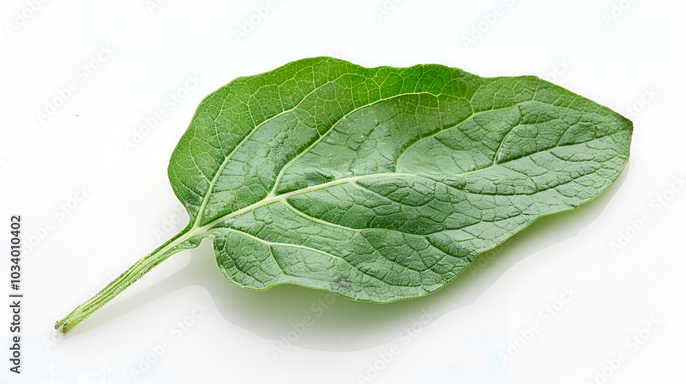 Fototapeta premium Sweet pepper leaf closeup isolated on white background,Fresh sweet basil leaves isolated on white background
