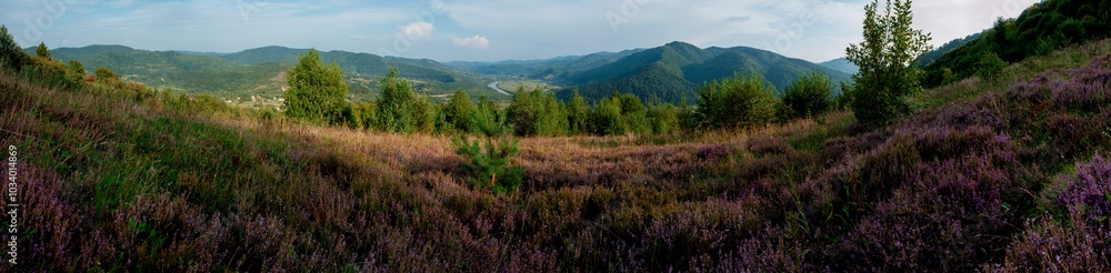 Panorama of flowering heather in the mountains. Nature with green hills and flowering heather plants. Panorama of flowering heather in the mountains. Nature with green hills and flowering heather plants.