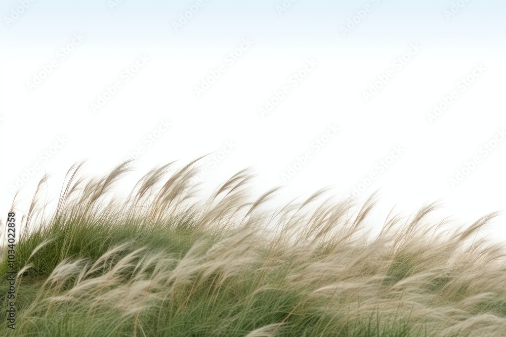 Grass backgrounds outdoors plant. Grass backgrounds outdoors plant.