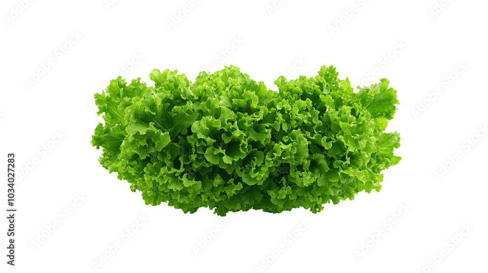 Fresh green lettuce on a white isolated background. Fresh green lettuce on a white isolated background.