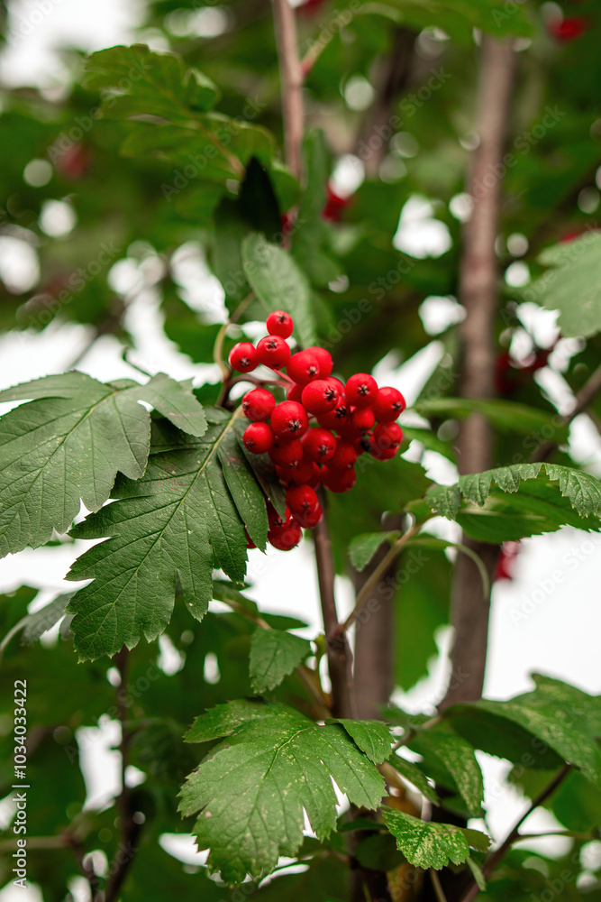 Obraz premium dusk embrace, a cluster of vibrant red rowan berries clings to a silhouetted branch, embodying nature's resilience and beauty in twilight tender glow.