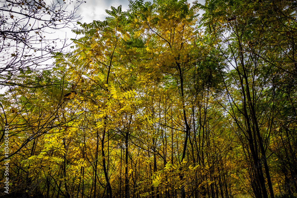 Obraz premium Wald im Herbst