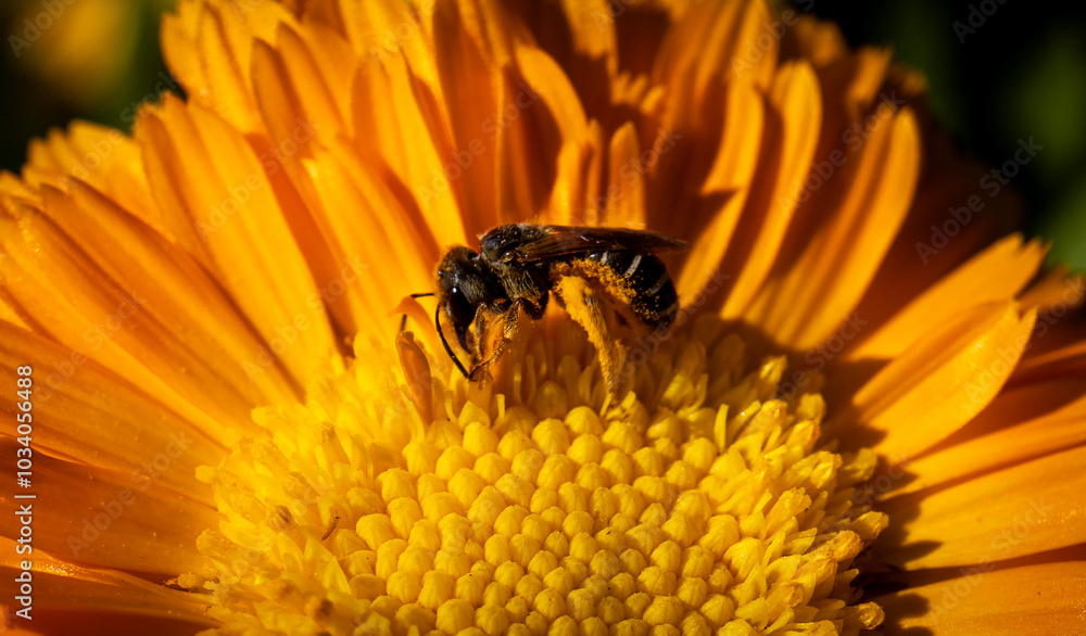 close up of a bee on a yellow flower
close up of a bee on a yellow flower