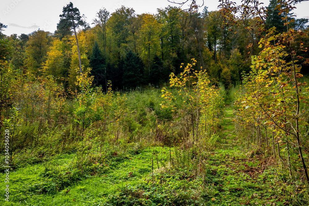 Wiederaufforstung im Mischwald im Herbst Wiederaufforstung im Mischwald im Herbst