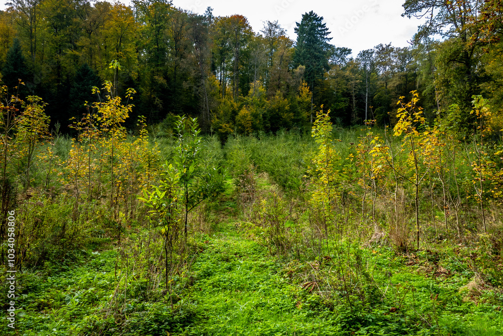 Fototapeta premium Wiederaufforstung im Mischwald im Herbst