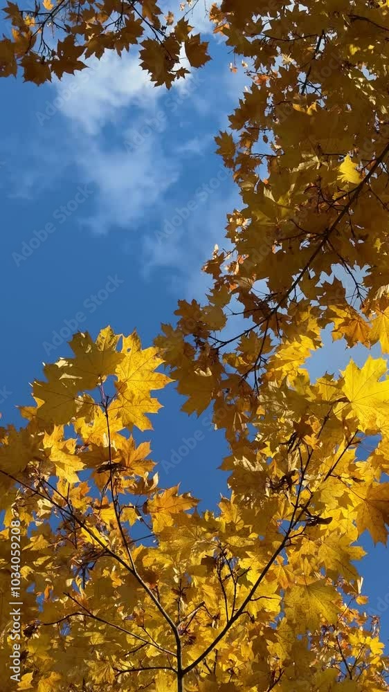 Bright yellow maple foliage on a sunny autumn day Bright yellow maple foliage on a sunny autumn day