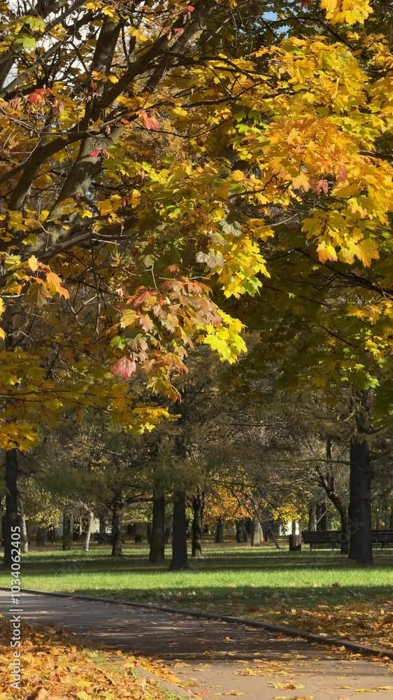 Walk in the park on a bright sunny autumn day Walk in the park on a bright sunny autumn day