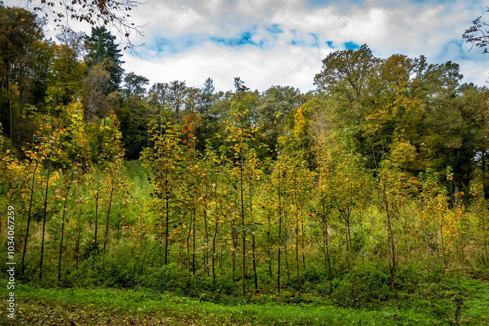 Wiederaufforstung im Mischwald im Herbst Wiederaufforstung im Mischwald im Herbst