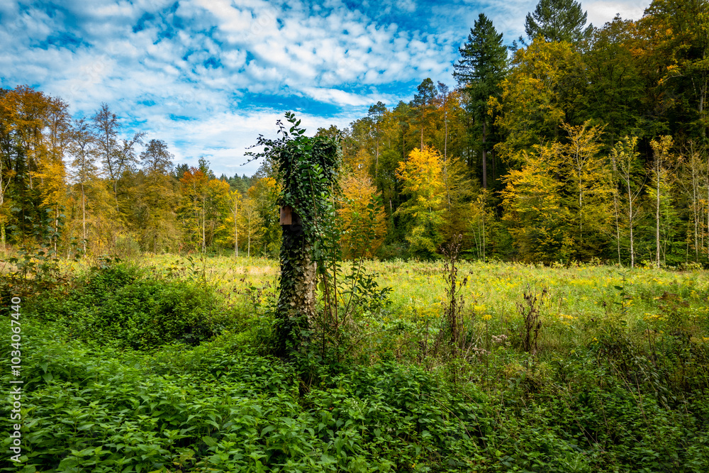 Wiederaufforstung im Mischwald im Herbst Wiederaufforstung im Mischwald im Herbst