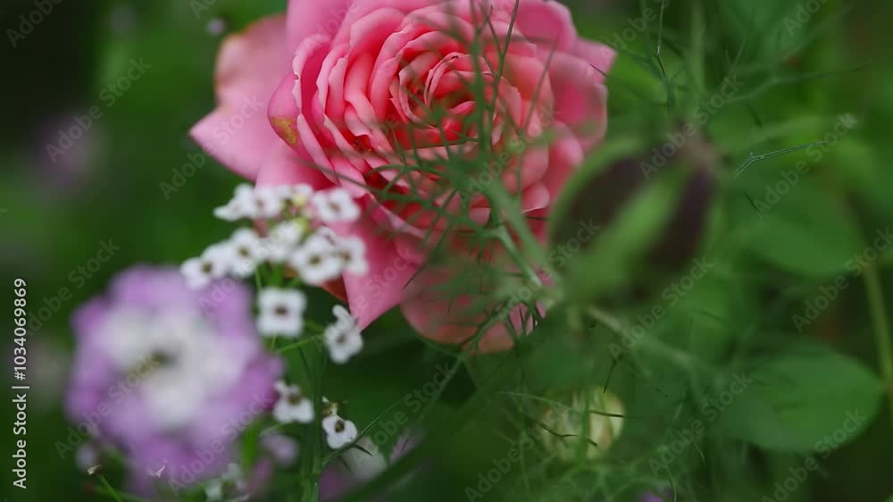 Bright pink miniature rose in close-up. Blurred foreground. Summer or spring natural background. Bright pink miniature rose in close-up. Blurred foreground. Summer or spring natural background.
