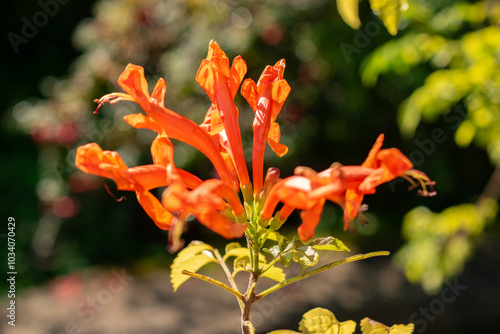 Cape honeysuckle or Tecomaria Capensis plant in Zurich in Switzerland photo