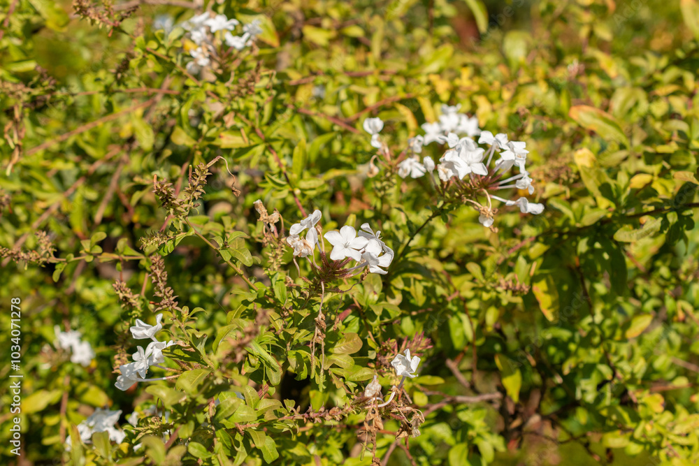 Cape leadwort or Plumbago Auriculata plant in Zurich in Switzerland Cape leadwort or Plumbago Auriculata plant in Zurich in Switzerland