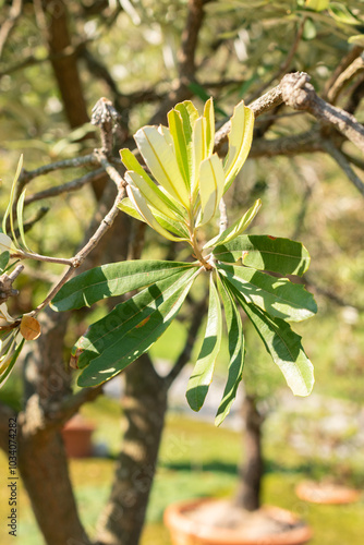 Coast banksia or Banksia Integrifolia plant in Zurich in Switzerland photo