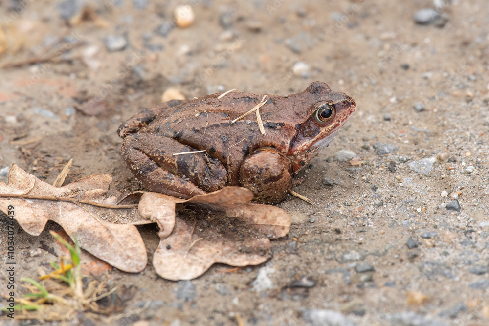 Common toad, close up in the uk Common toad, close up in the uk