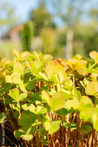 Four leaf clover or Marsilea Quadrifolia plant in Zurich in Switzerland photo