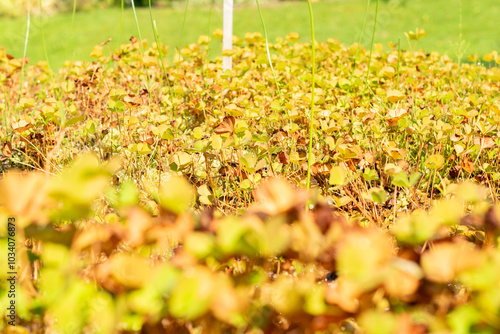 Four leaf clover or Marsilea Quadrifolia plant in Zurich in Switzerland photo