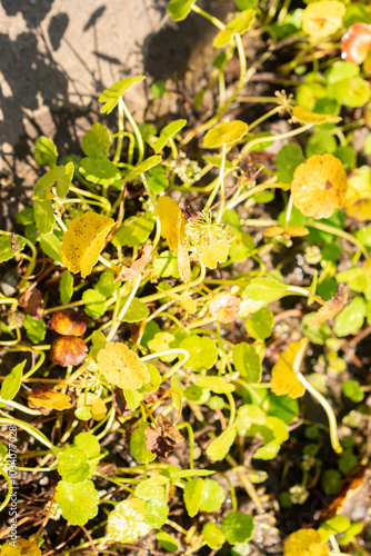 Dollarweed or Hydrocotyle Umbellata Araliaceae plant in Zurich in Switzerland