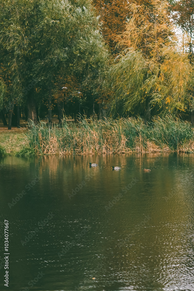 Fototapeta premium A group of ducks swimming peacefully on a still autumn pond, surrounded by golden trees reflecting in the calm water under soft sunlight.
