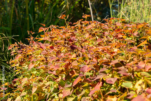 Fish mint or Houttuynia Cordata plant in Zurich in Switzerland