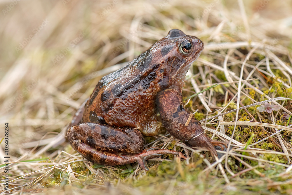 Fototapeta premium Common toad, close up in the uk