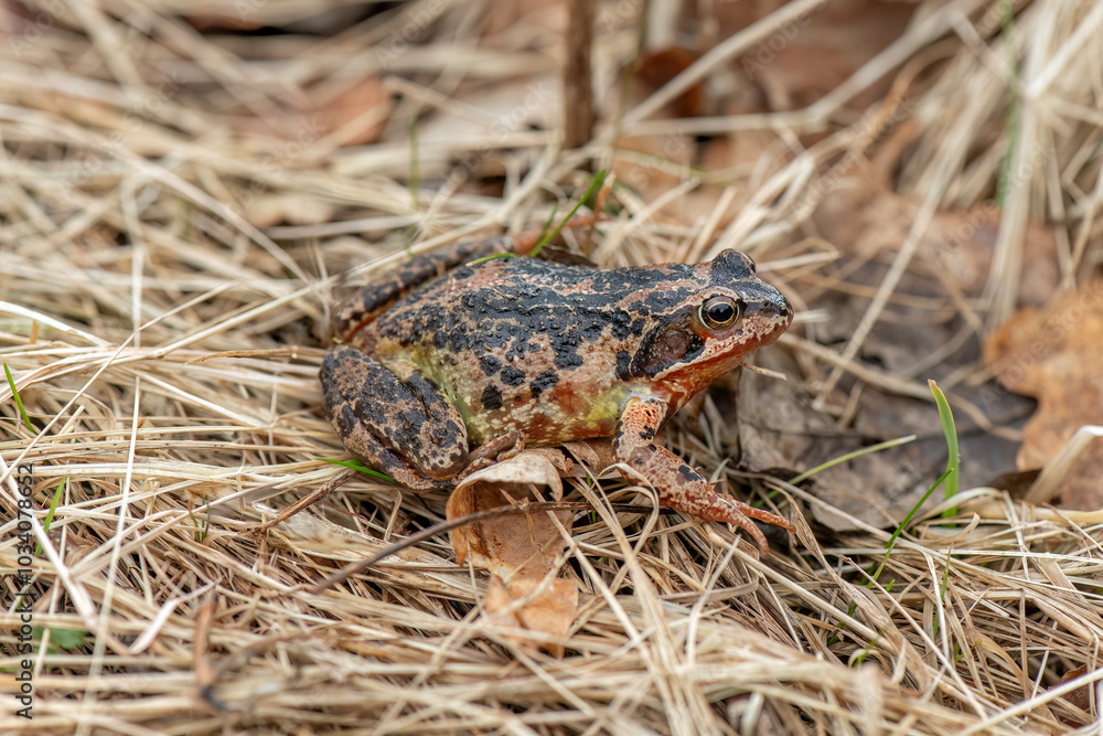 Fototapeta premium Common toad, close up in the uk