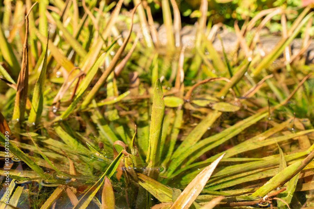 Water soldiers or Stratiotes Aloides plant in Zurich in Switzerland Water soldiers or Stratiotes Aloides plant in Zurich in Switzerland