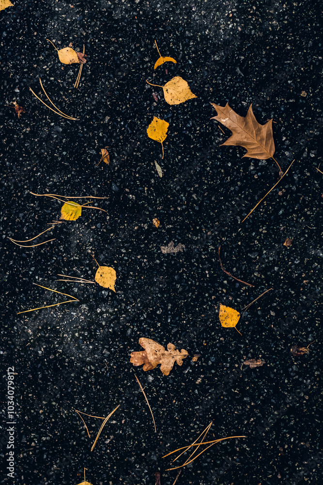 Obraz premium Yellow and orange autumn leaves scattered on wet asphalt with pine needles, creating a textured natural background, reflecting the seasonal change from summer to autumn.