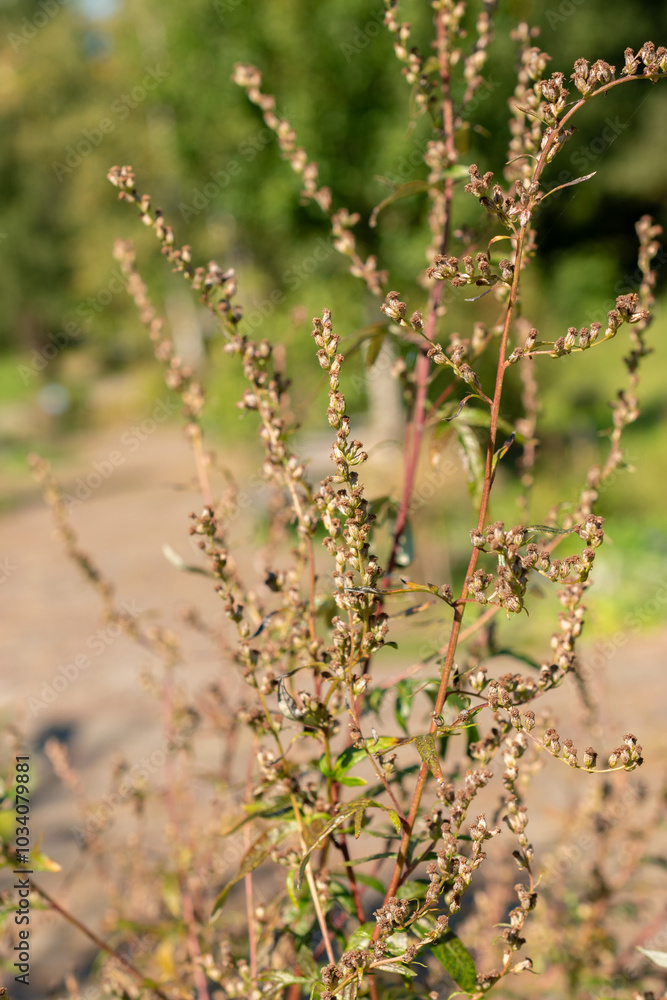 Common mugwort or Artemisia Vulgaris plant in Zurich in Switzerland Common mugwort or Artemisia Vulgaris plant in Zurich in Switzerland