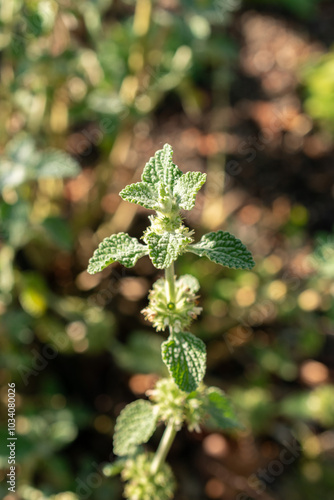 Common horehound or Marrubium Vulgare plant in Zurich in Switzerland