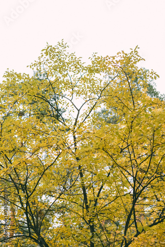 A tall tree with a canopy of yellow autumn leaves against a light sky, signaling the change of season. 