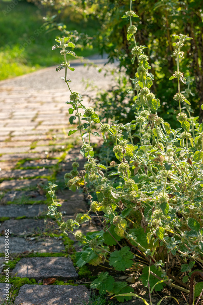 Obraz premium Common horehound or Marrubium Vulgare plant in Zurich in Switzerland