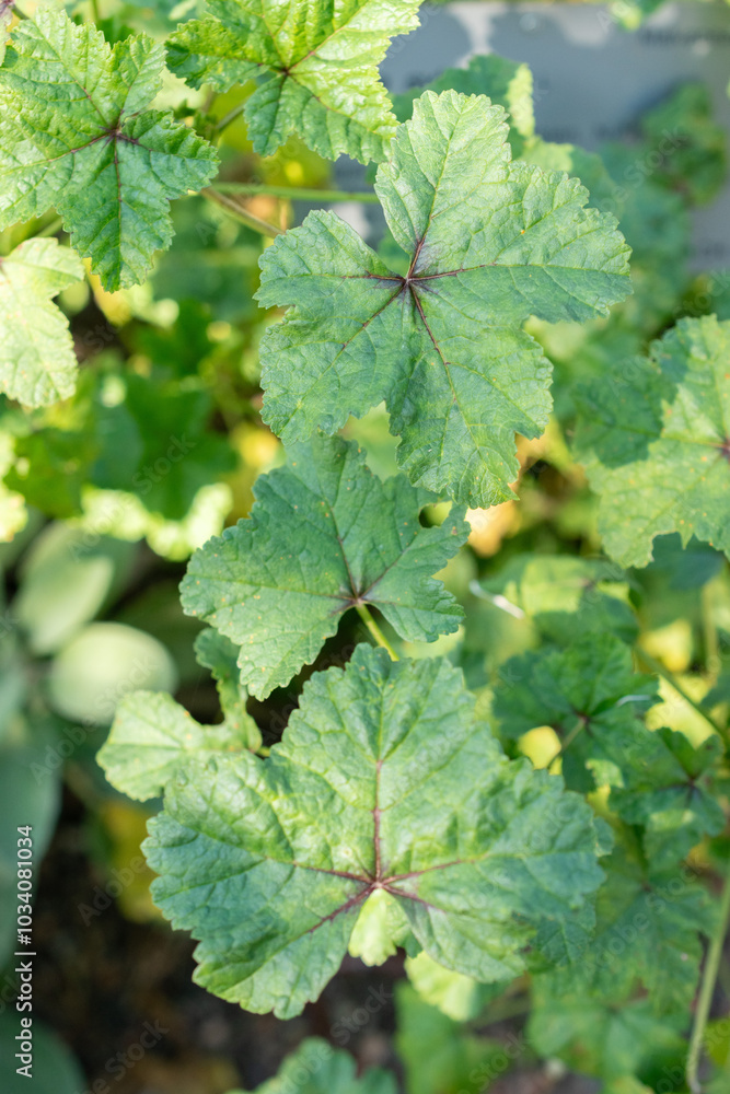 Common mallow or Malva Sylvestris plant in Zurich in Switzerland Common mallow or Malva Sylvestris plant in Zurich in Switzerland
