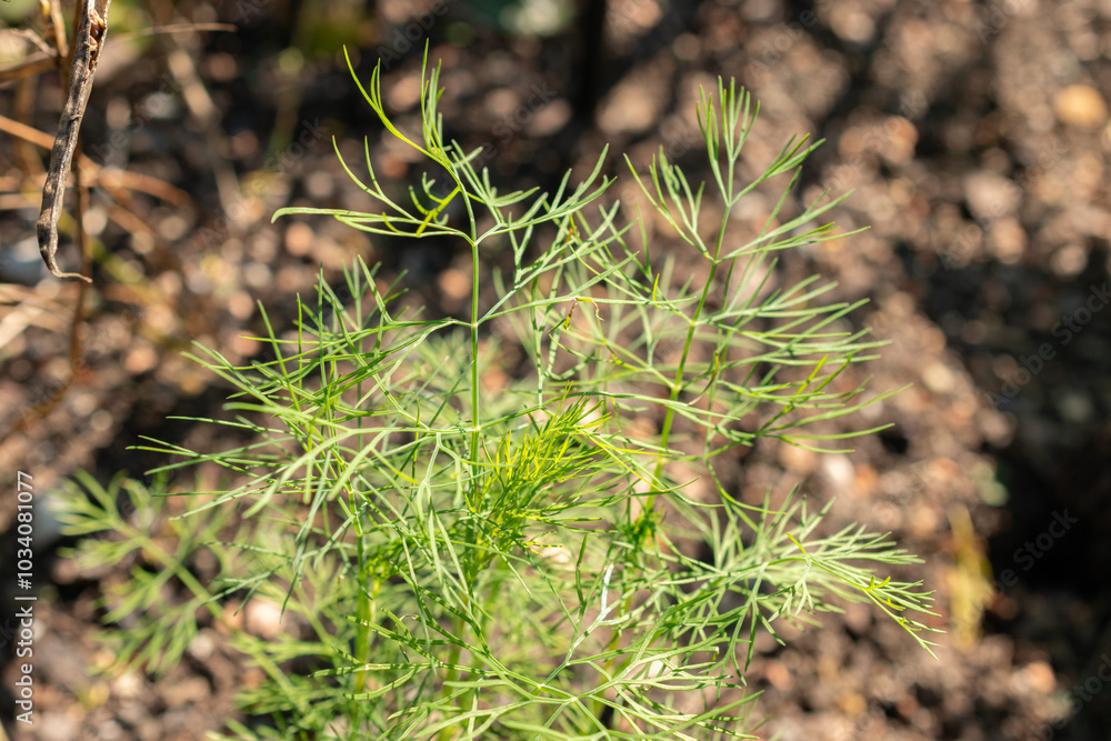 Obraz premium Dill or Anethum Graveolens plant in Zurich in Switzerland