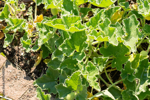 Squirting cucumber or Ecballium Elaterium plant in Zurich in Switzerland photo