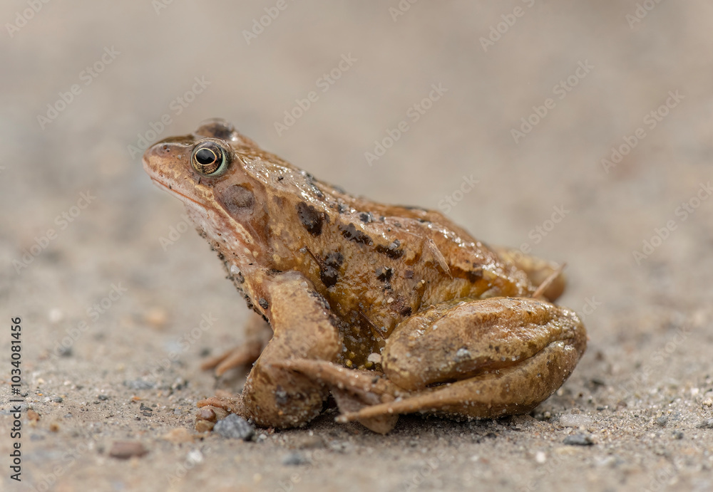 Common toad, close up in the uk Common toad, close up in the uk