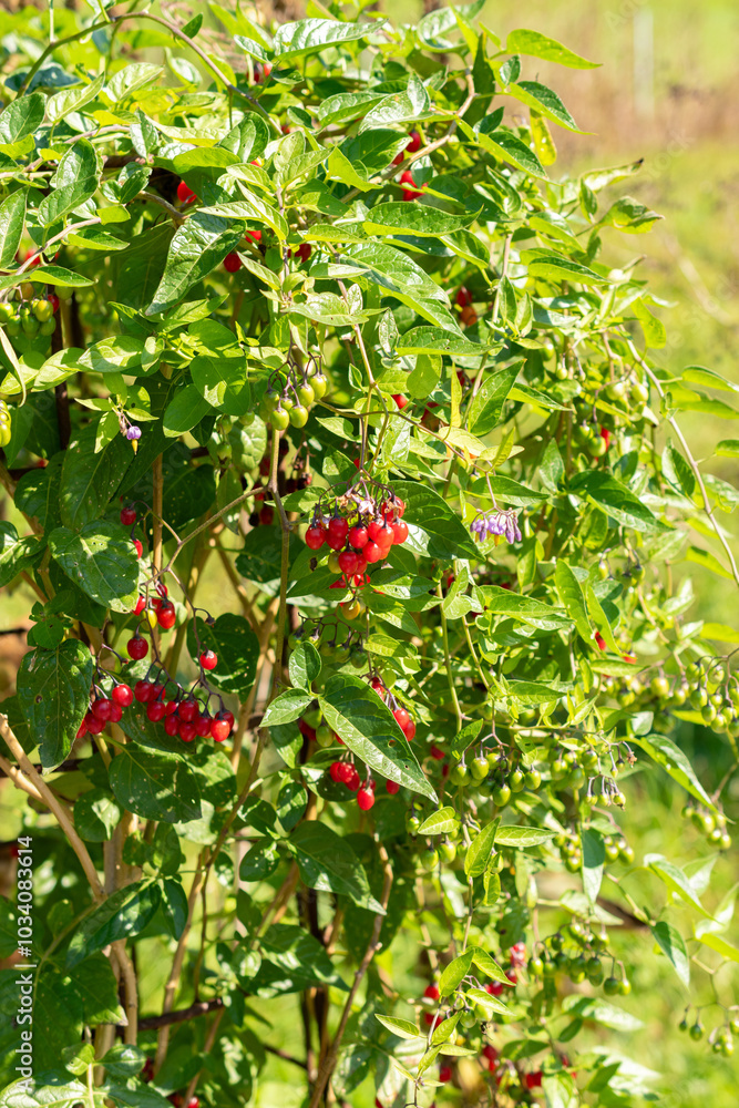 Bittersweet or Solanum Dulcamara plant in Zurich in Switzerland Bittersweet or Solanum Dulcamara plant in Zurich in Switzerland