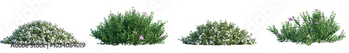 Set of Convolvulus cneorum and Cistus incanus frontal isolated png in sunny daylight on a transparent background perfectly cutout