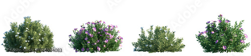 Set of Convolvulus cneorum and Cistus incanus frontal isolated png in sunny daylight on a transparent background perfectly cutout photo