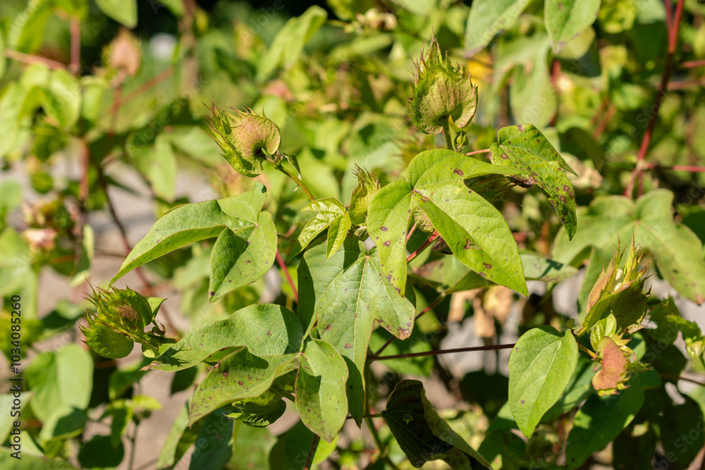 Cotton or Gossypium Barbadense plant in Zurich in Switzerland Cotton or Gossypium Barbadense plant in Zurich in Switzerland