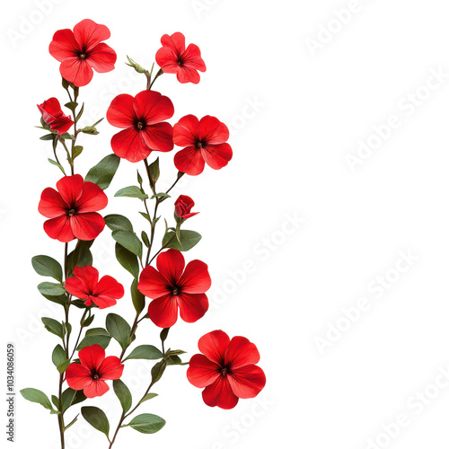 Fototapeta Naklejka Na Ścianę i Meble -  Vibrant red flowers cascading against a white backdrop