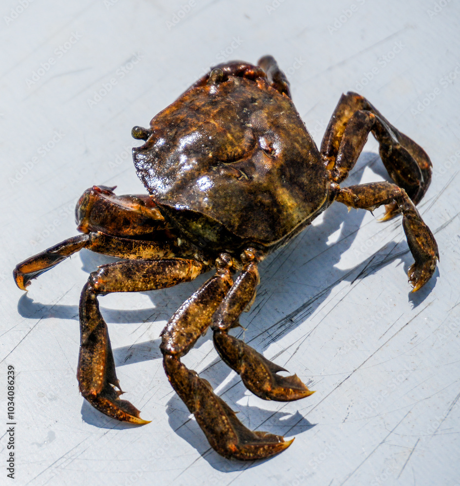 Close-Up of a Crab: A detailed, high-resolution image of a crab with ...