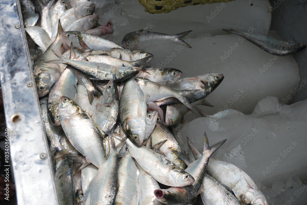 Fototapeta premium Freshly caught hilsa (Tenualosa ilisha) fish on crushed ice, showcasing their shiny, silver scales. Widely enjoyed in South Asian cuisine, these river fish are known for their delicate flavor
