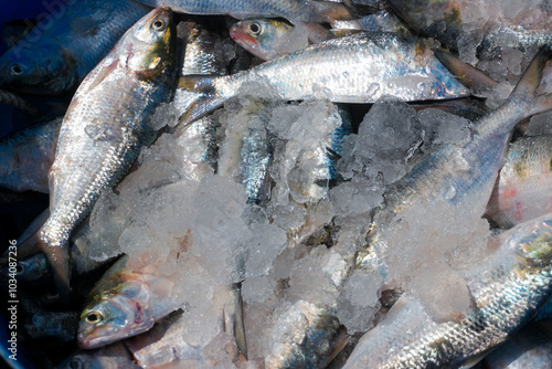 Freshly caught silver salmon, a healthy and nutritious meal, displayed on ice at the market photo